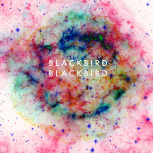 Blackbird Blackbird in London